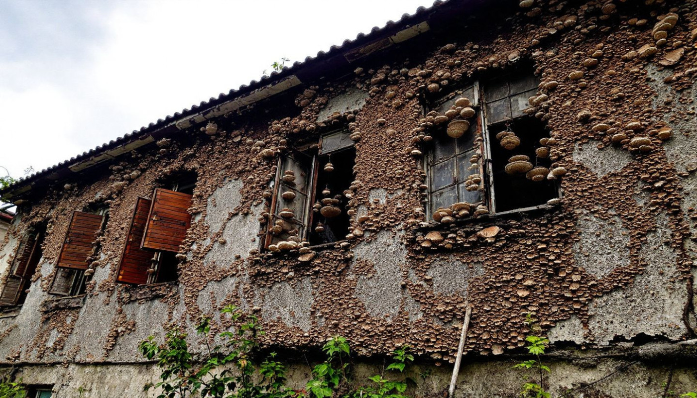Quels sont les risques à long terme des champignons sur les murs extérieurs ?